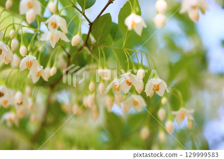 Refreshing Egonoki flowers Refreshing Egonoki flowers 129999583