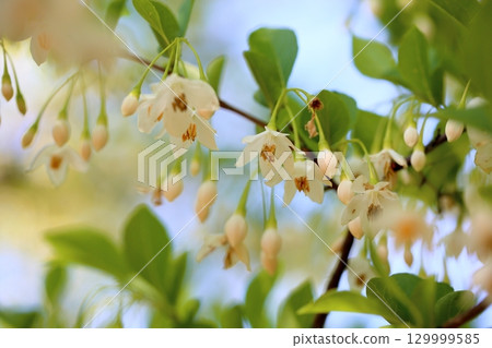 Refreshing Egonoki flowers 129999585