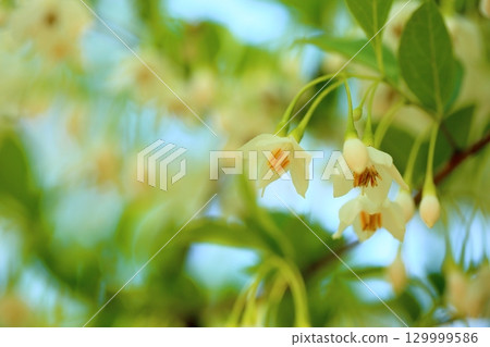 Refreshing Egonoki flowers 129999586