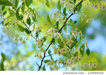 Refreshing Egonoki flowers Refreshing Egonoki flowers 129999588