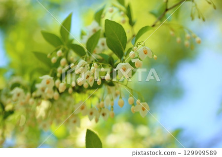 Refreshing Egonoki flowers 129999589