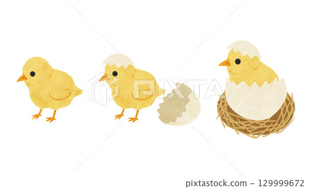 Three types of chicks - watercolor hand-drawn illustrations Three types of chicks - watercolor hand-drawn illustrations 129999672