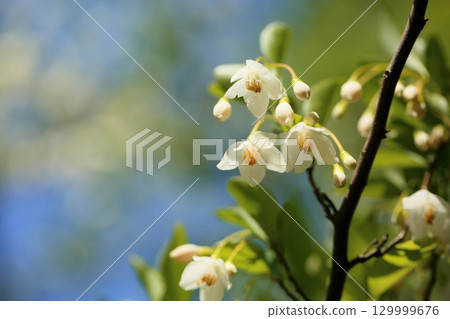 Refreshing Egonoki flowers 129999676