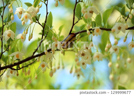 清爽的Egonoki花 清爽的Egonoki花 129999677