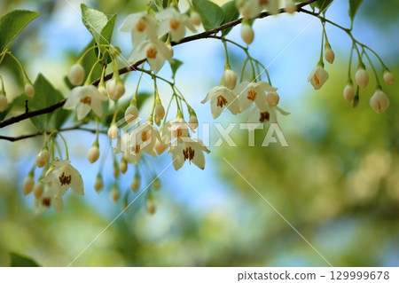 清爽的Egonoki花 清爽的Egonoki花 129999678
