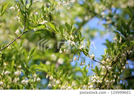 Refreshing Egonoki flowers 129999681