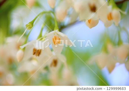 Refreshing Egonoki flowers 129999683