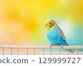 Photo of a Lovebird Parrot on a Perch. Copy space. 129999727