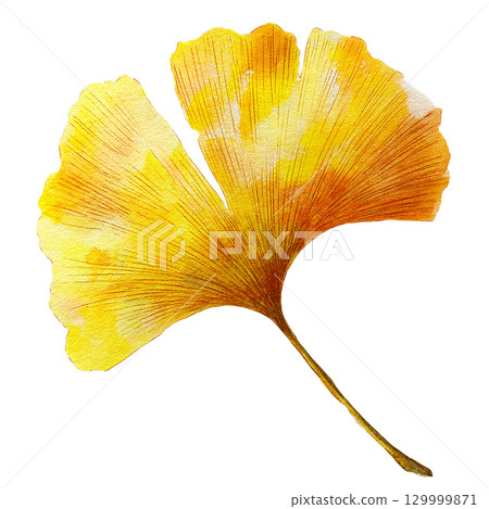 Yellow ginkgo leaves Autumn leaves illustration Cutout material 129999871