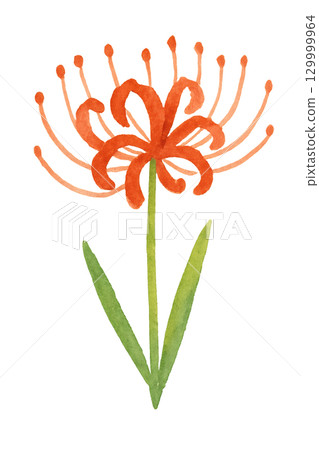 Watercolor illustration of red spider lilies, autumn season material 129999964