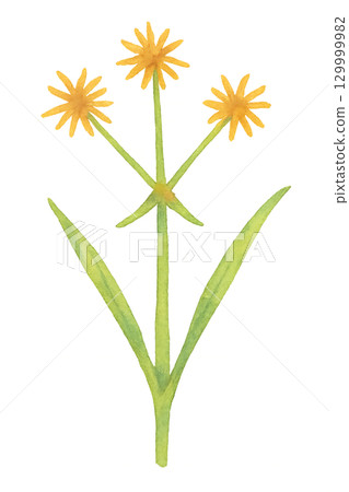 Watercolor illustration of Cyperus serrata, yellow flowers and leaves 129999982