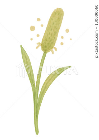 Timothy grass ears and leaves watercolor illustration 130000060