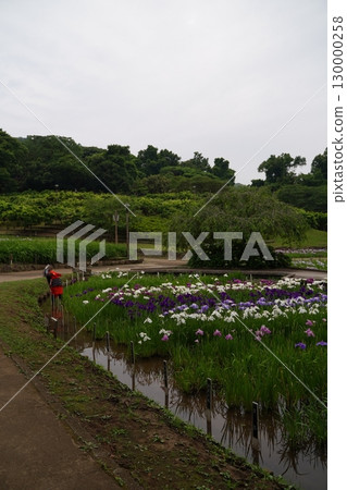 Colorful iris flowers, ayame, at Yokosuka Iris Garden in Japan. Early summer in July. 130000258