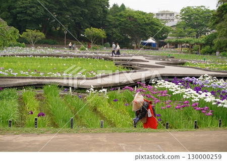 日本橫須賀鳶尾園的鳶尾花（菖蒲）色彩繽紛。七月初夏。 130000259