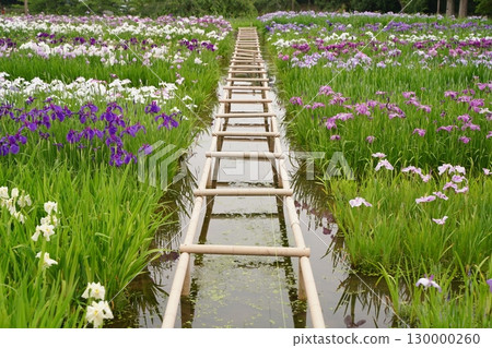 Colorful iris flowers, ayame, at Yokosuka Iris Garden in Japan. Early summer in July. 130000260