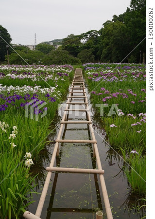 日本橫須賀鳶尾園的鳶尾花（菖蒲）色彩繽紛。七月初夏。 130000262