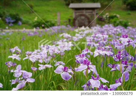 日本橫須賀鳶尾園的鳶尾花(菖蒲)色彩繽紛。七月初夏。 日本橫須賀鳶尾園的鳶尾花(菖蒲)色彩繽紛。七月初夏。 130000270