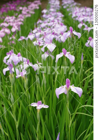 日本橫須賀鳶尾園的鳶尾花（菖蒲）色彩繽紛。七月初夏。 130000276