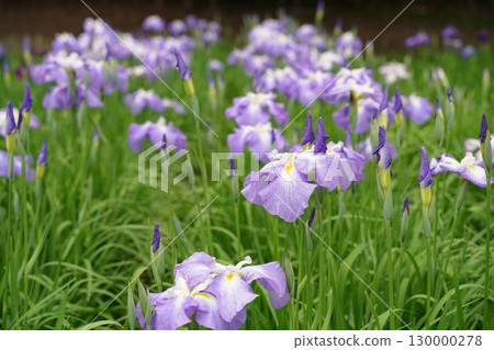 Colorful iris flowers, ayame, at Yokosuka Iris Garden in Japan. Early summer in July. 130000278