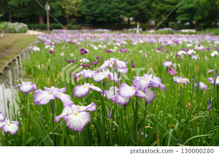 Colorful iris flowers, ayame, at Yokosuka Iris Garden in Japan. Early summer in July. 130000280