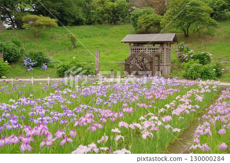 日本橫須賀鳶尾園的鳶尾花(菖蒲)色彩繽紛。七月初夏。 日本橫須賀鳶尾園的鳶尾花(菖蒲)色彩繽紛。七月初夏。 130000284
