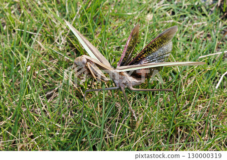 Threatening mantis Threatening mantis 130000319