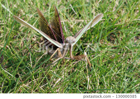 威脅螳螂 130000385