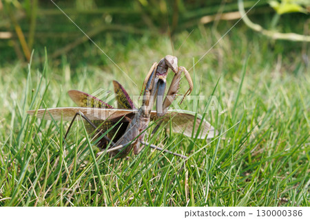 威脅螳螂 威脅螳螂 130000386