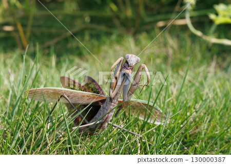 威脅螳螂 威脅螳螂 130000387