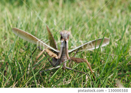 威脅螳螂 130000388