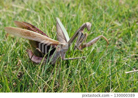 威脅螳螂 威脅螳螂 130000389