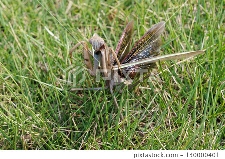 威脅螳螂 130000401