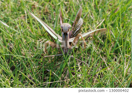 威脅螳螂 威脅螳螂 130000402