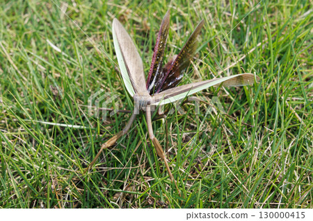 Threatening mantis 130000415