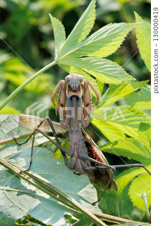 Threatening mantis Threatening mantis 130000419