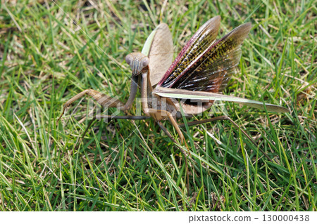 威脅螳螂 130000438