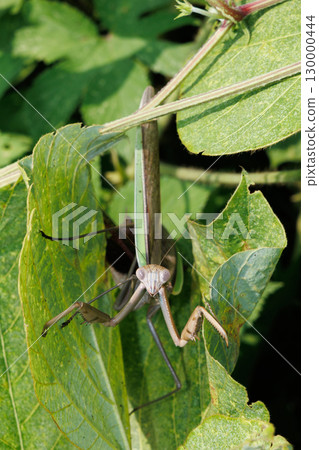 Threatening mantis Threatening mantis 130000444