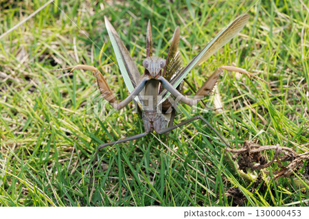 Threatening mantis Threatening mantis 130000453