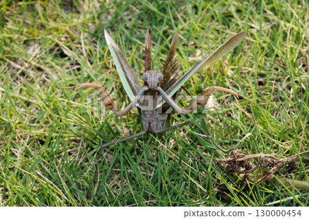 威脅螳螂 威脅螳螂 130000454