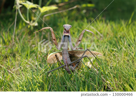 Threatening mantis Threatening mantis 130000466