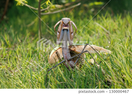 威脅螳螂 130000467