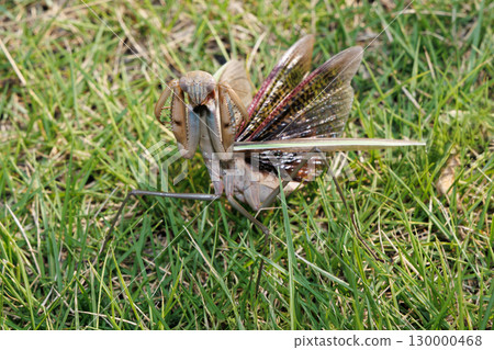 Threatening mantis 130000468