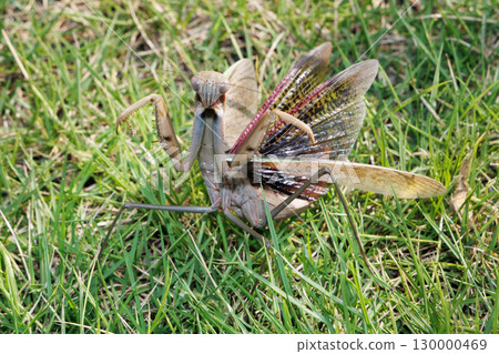 Threatening mantis Threatening mantis 130000469