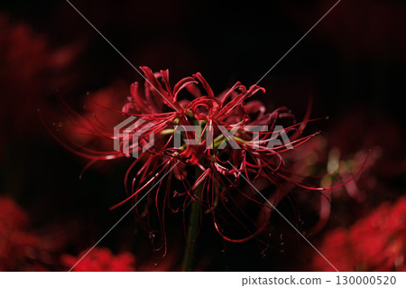 Cluster amaryllis Cluster amaryllis 130000520