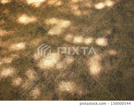 Sunbeams 130000544