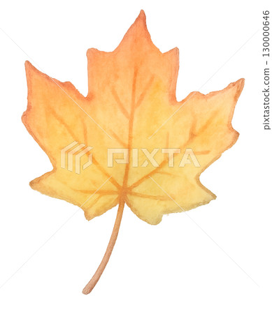 Watercolor illustration of red maple leaves Autumn leaves Watercolor illustration of red maple leaves Autumn leaves 130000646