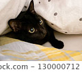 Black cat peeking in the kotatsu 130000712