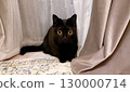 A black cat gazing at me from beside the curtain 130000714