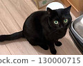 I want food! The black cat pleads with his eyes 130000715