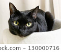 Staring black cat 130000716